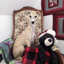 A whippet puppt sitting on a chair