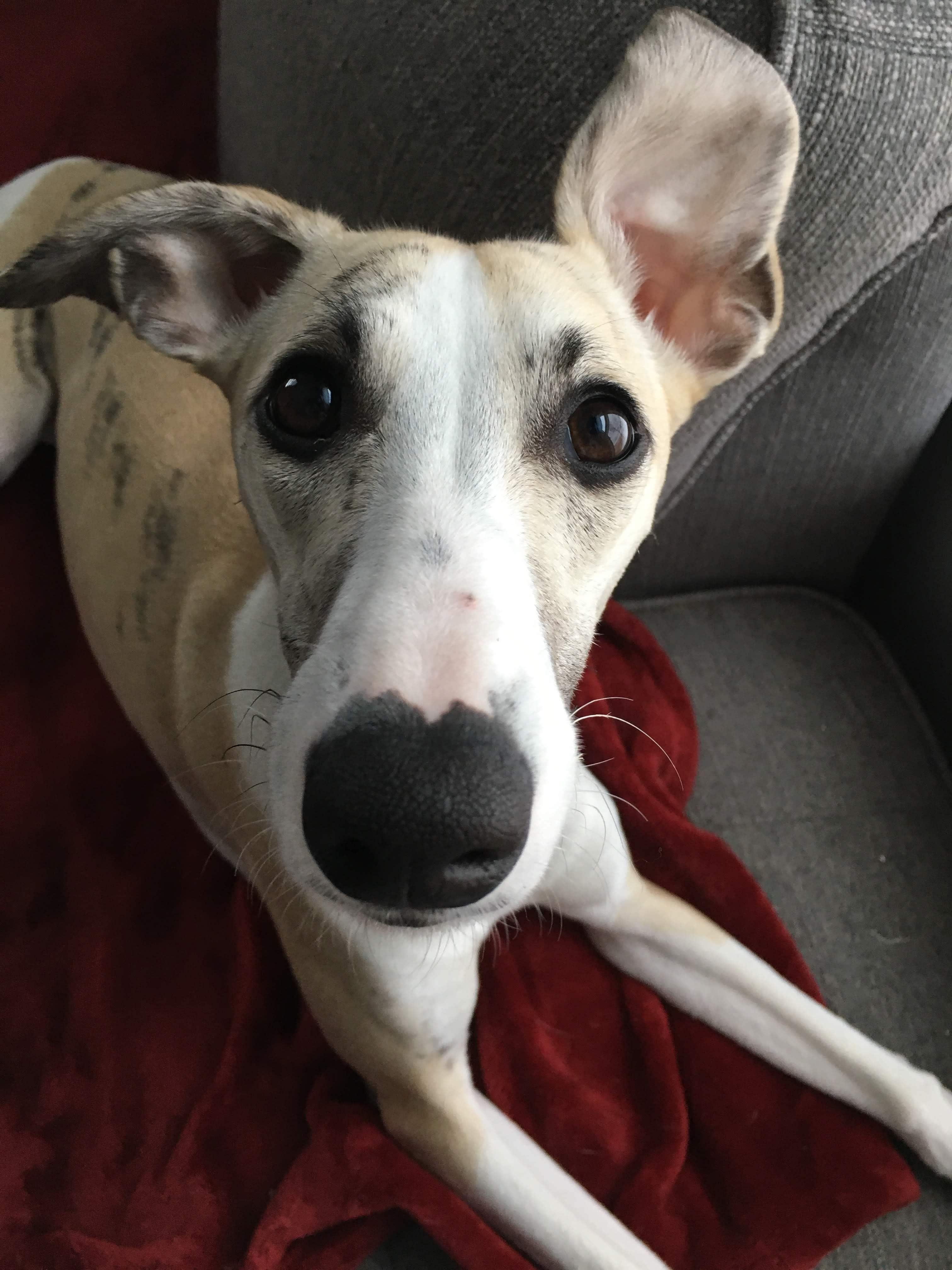 A whippet puppy looking at the camera
