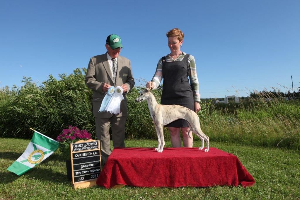 A whipet puppy winning at a dog show
