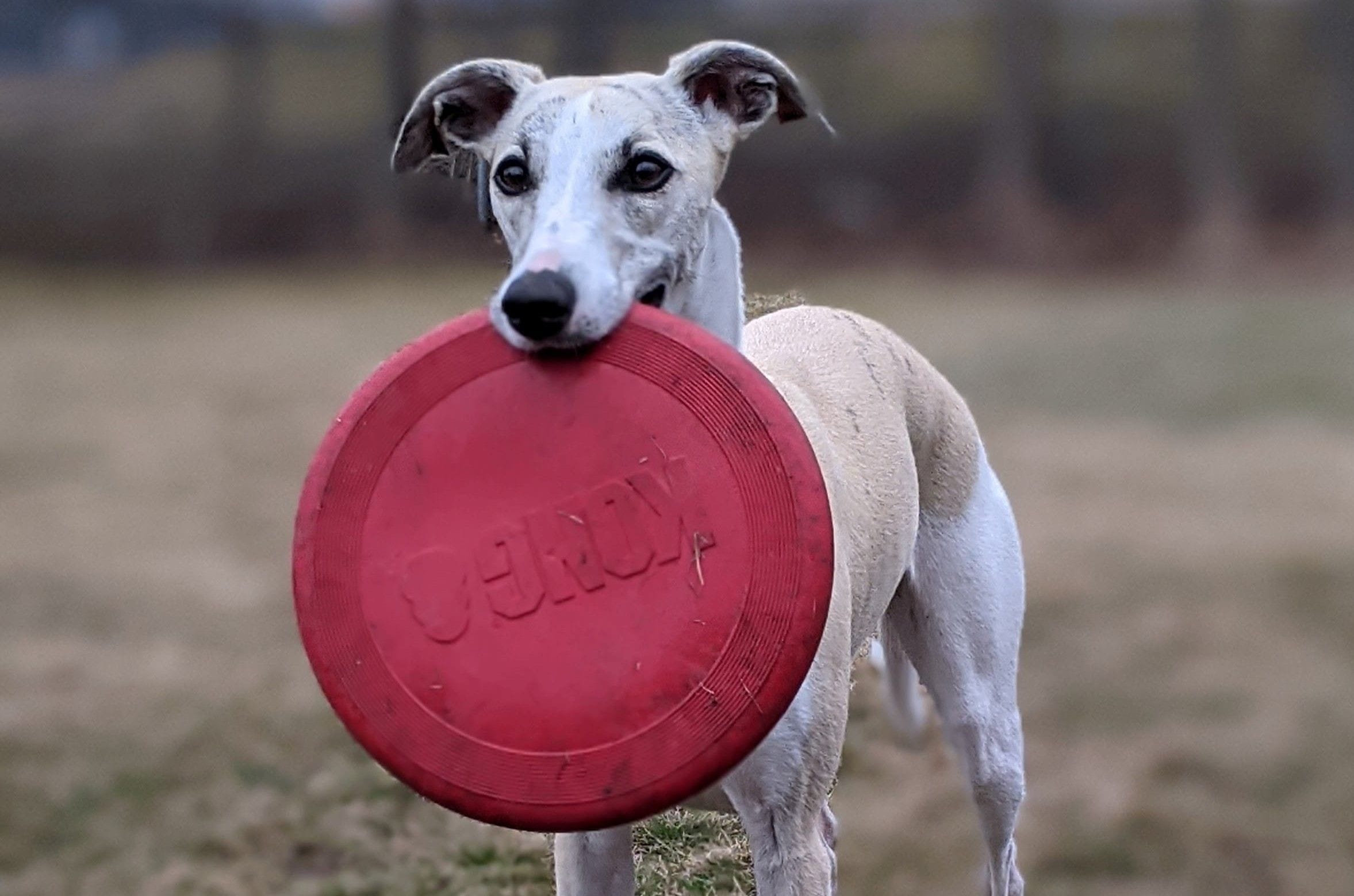 A Whippet holding a Kong disc