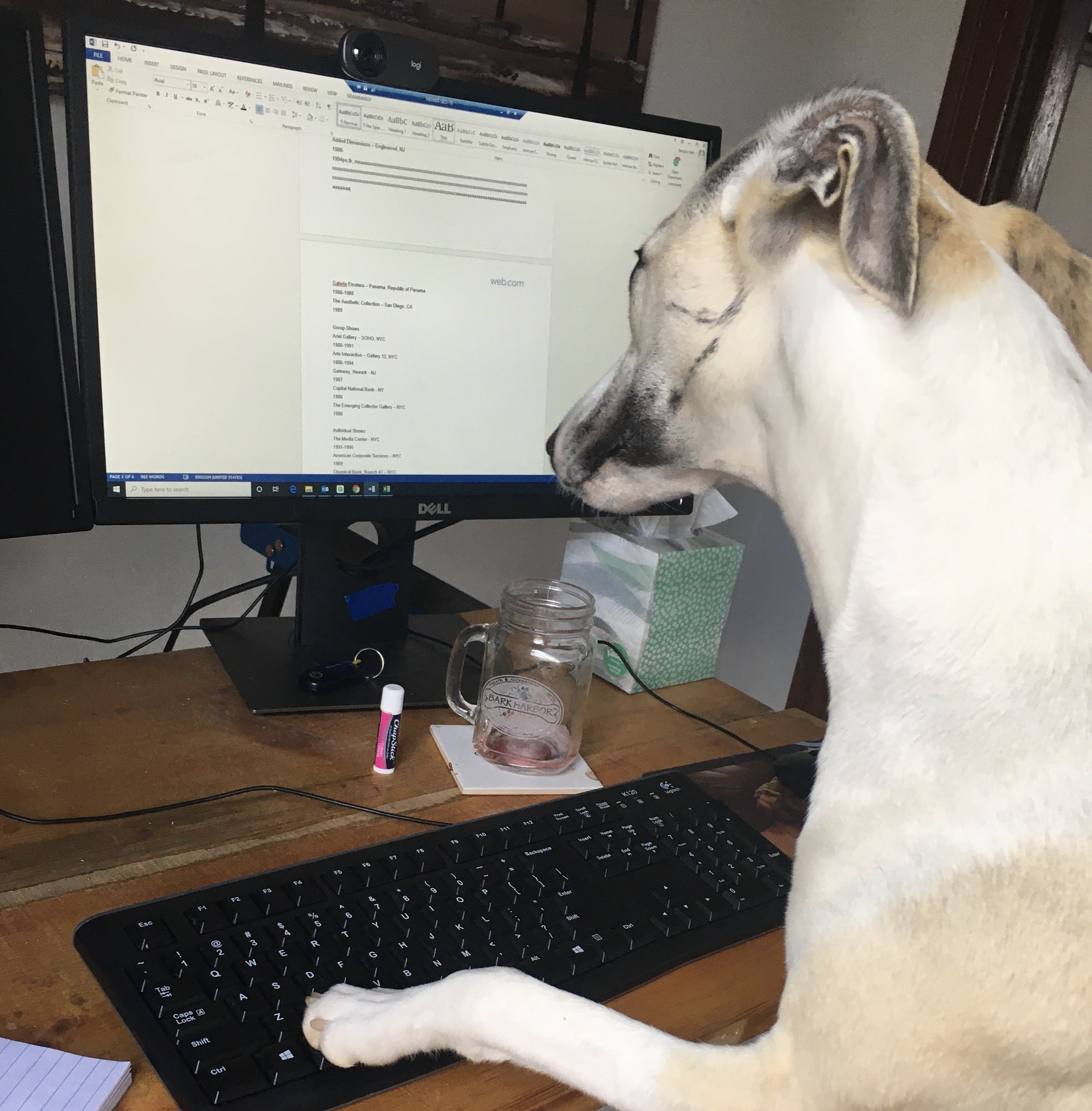 A Whippet sitting at a computer