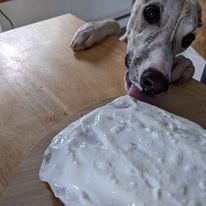 A whippet puppy lickingicing on a cake