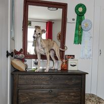 A whippet puppy standing on a dresser