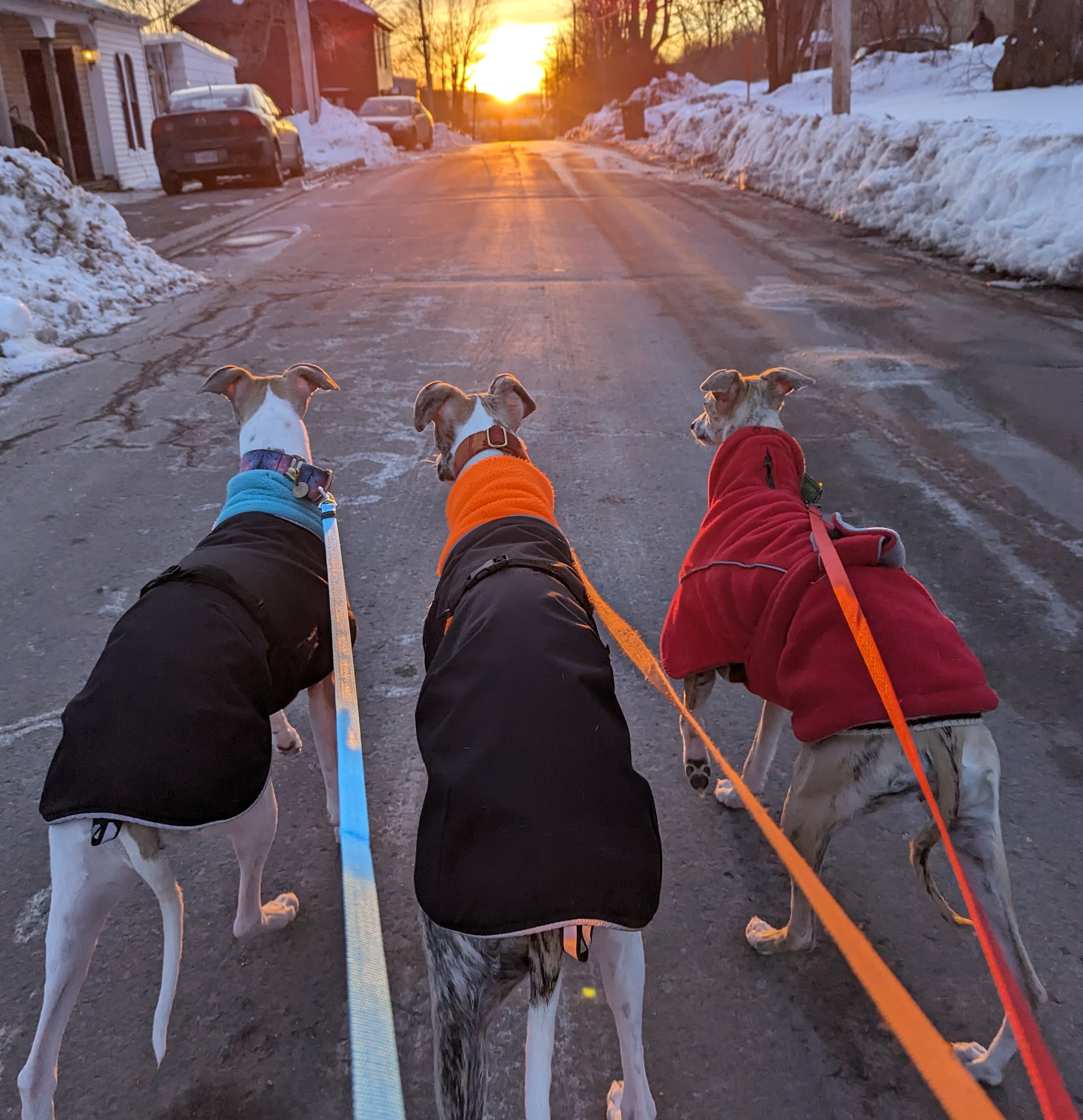 A whippet, a Hungarian puli and a Rhodesian ridgeback